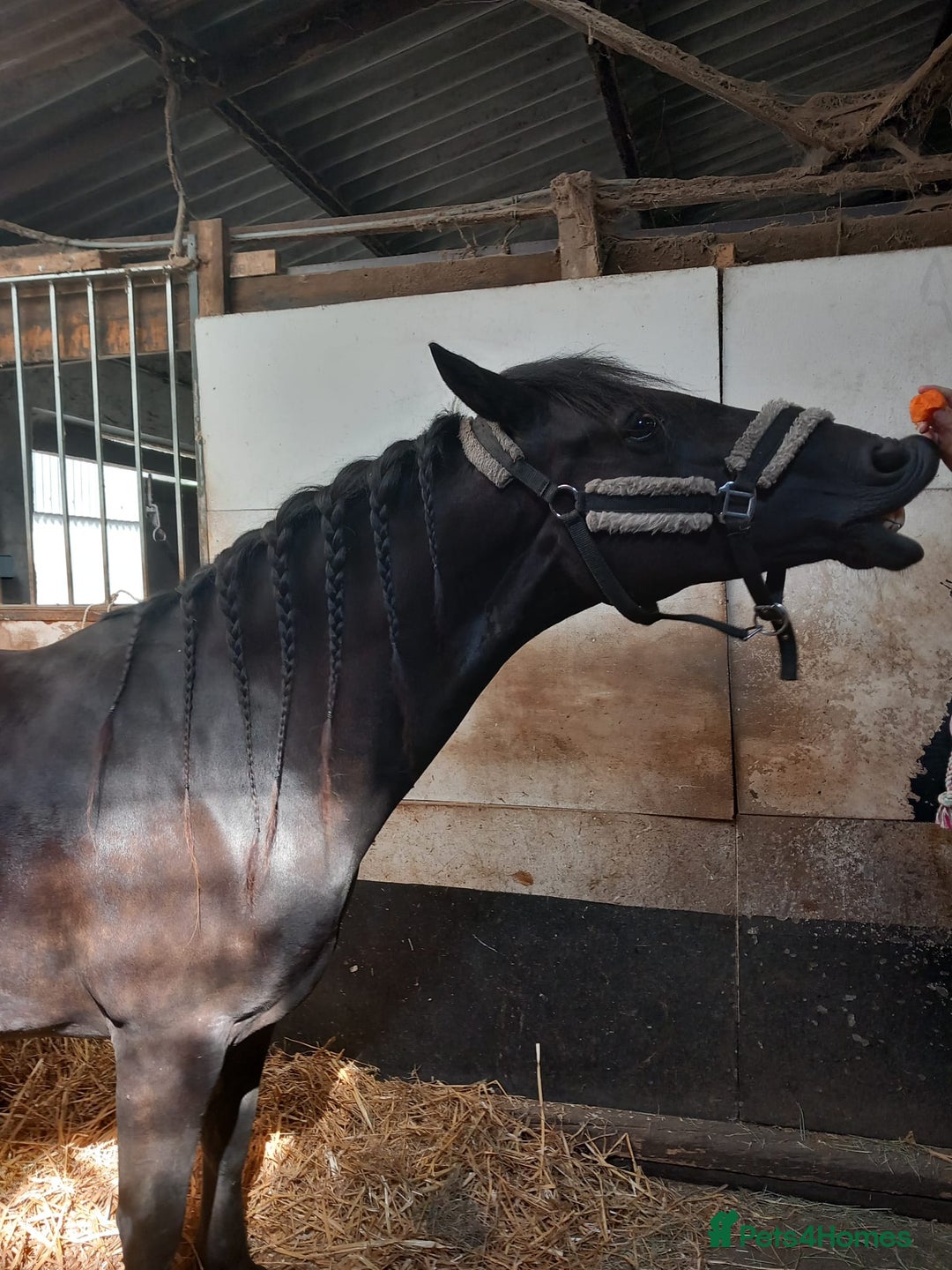 Welsh Section D horses for sale: Project 15hh Welsh Section D Mare  - Image 8