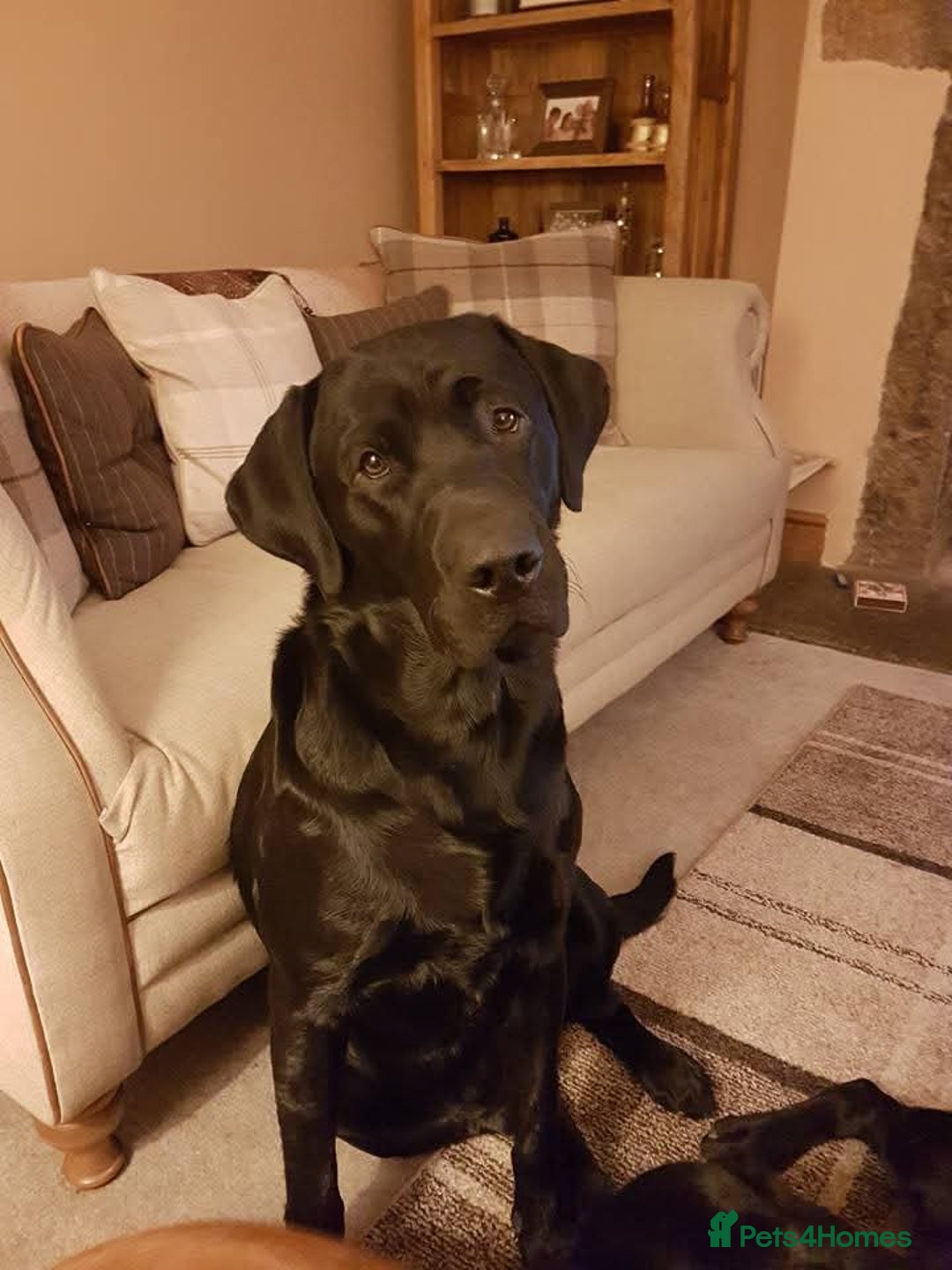 Labrador Retriever dogs for stud: Black Labrador Stud - Image 5