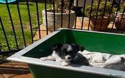 Chihuahua dogs for sale: 3 Long Coat Parti Boys - Image 8
