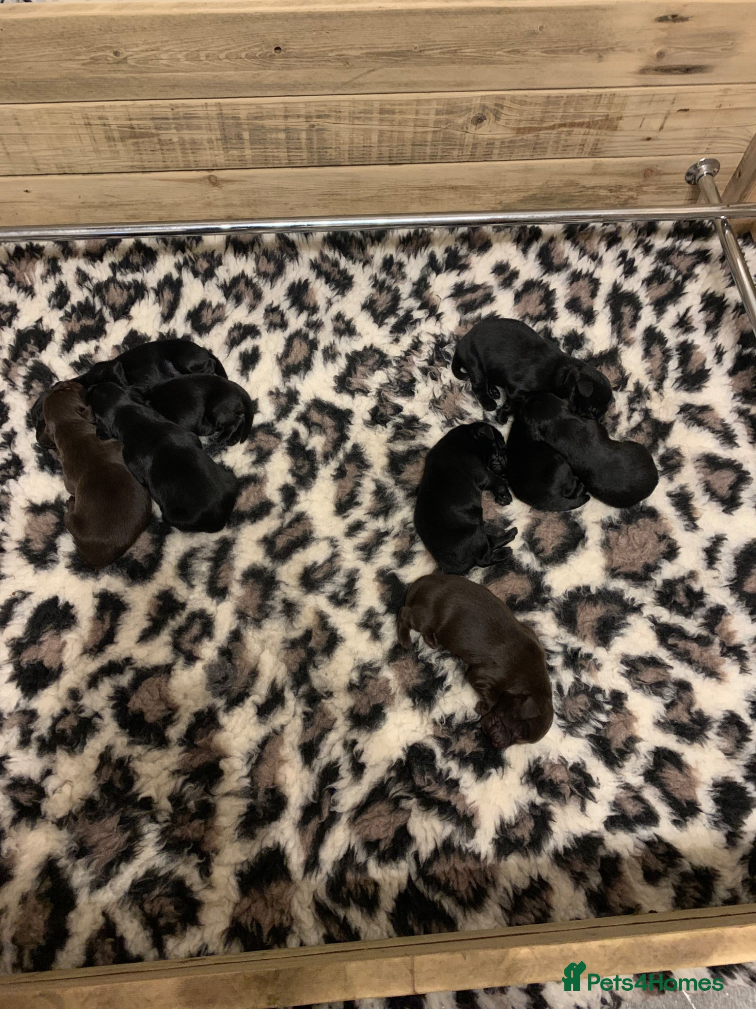 Flat coated Retriever dogs for sale: Adorable Flat Coated Retriever Puppies  - Advert 11