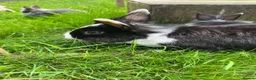Lionhead rabbits for sale: Adorable dwarf/lionhead baby rabbits - Advert 4