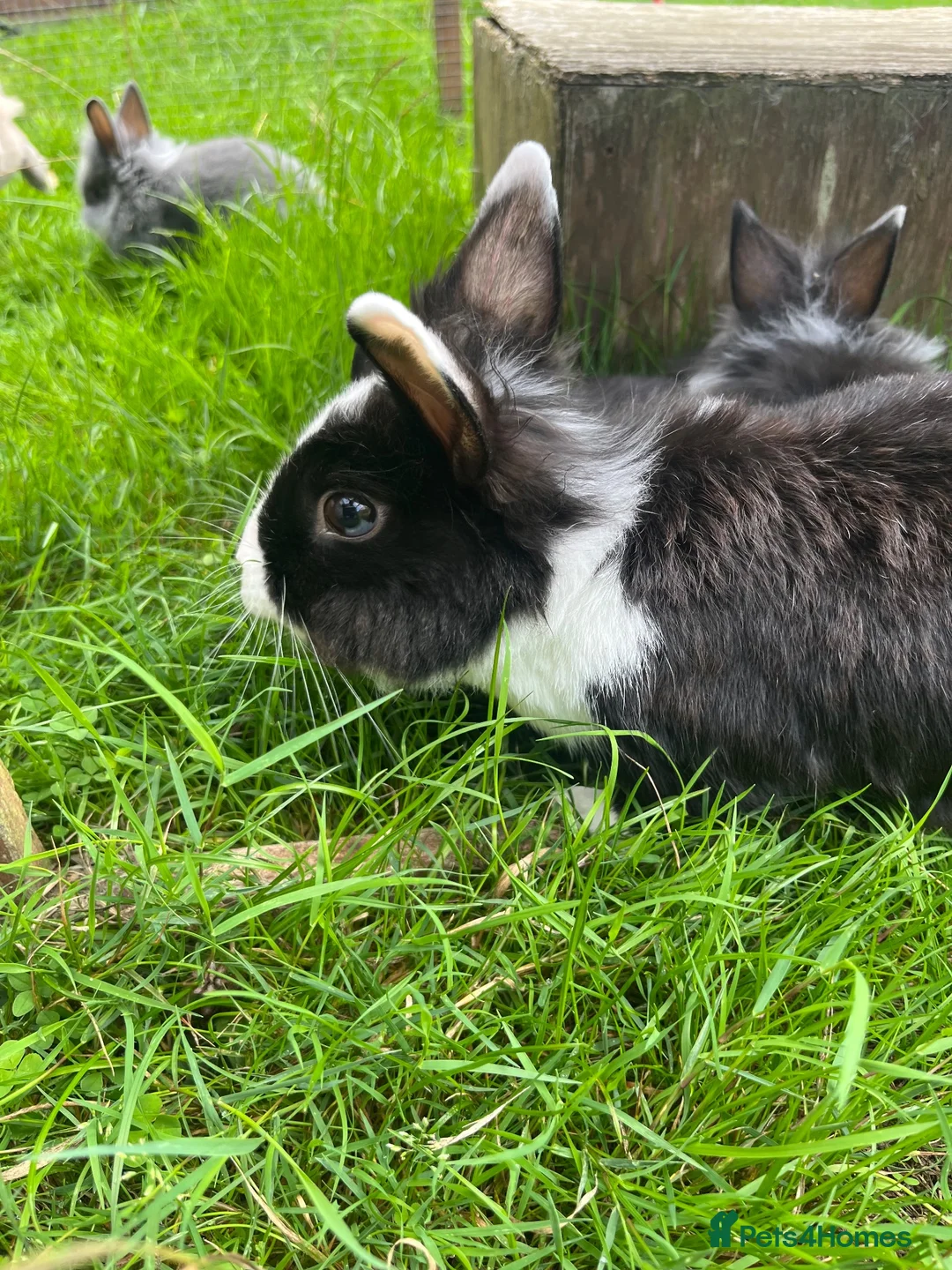 Lionhead rabbits for sale: Adorable dwarf/lionhead baby rabbits - Advert 2