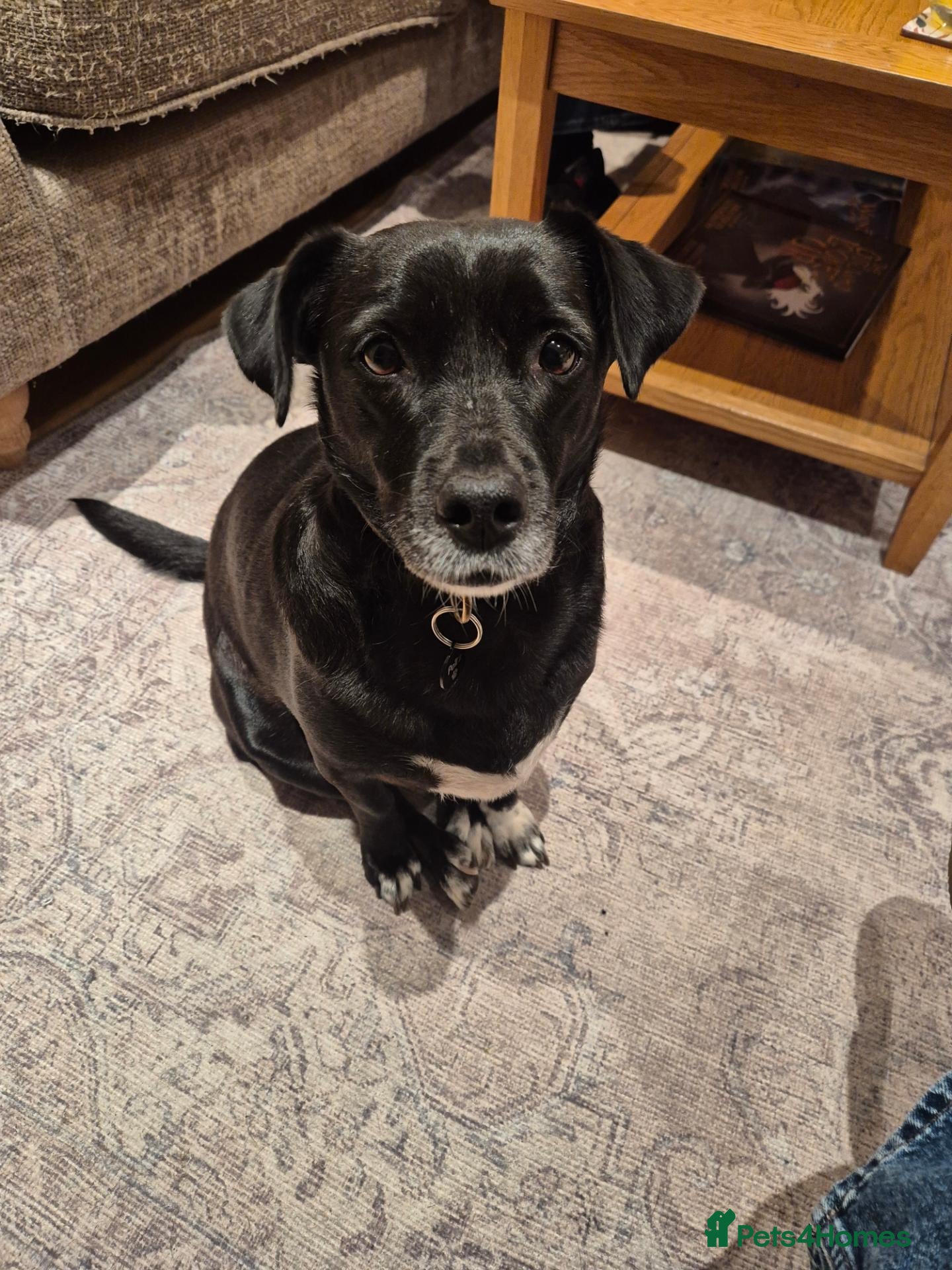 Mixed Breed dogs Bramble ❤️  - Advert 18