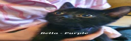 British Shorthair cats for sale: Pure Black British Shorthair Kittens in Dudley - Advert 25
