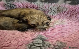 Dachshund dogs for sale: Kc boy dachshund  - Image 13