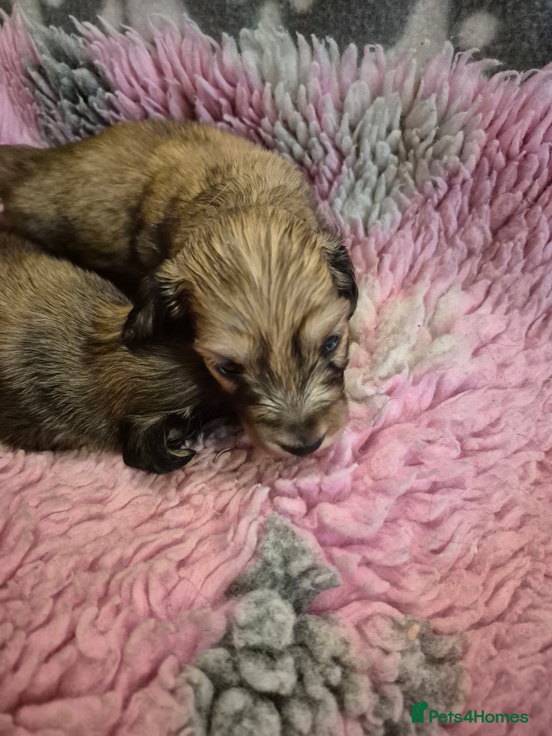 Dachshund dogs for sale: Kc boy dachshund  - Image 13