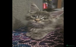 Maine Coon cats for sale: 💖READY NOW💖health tested 💖pure pedigree - Image 23