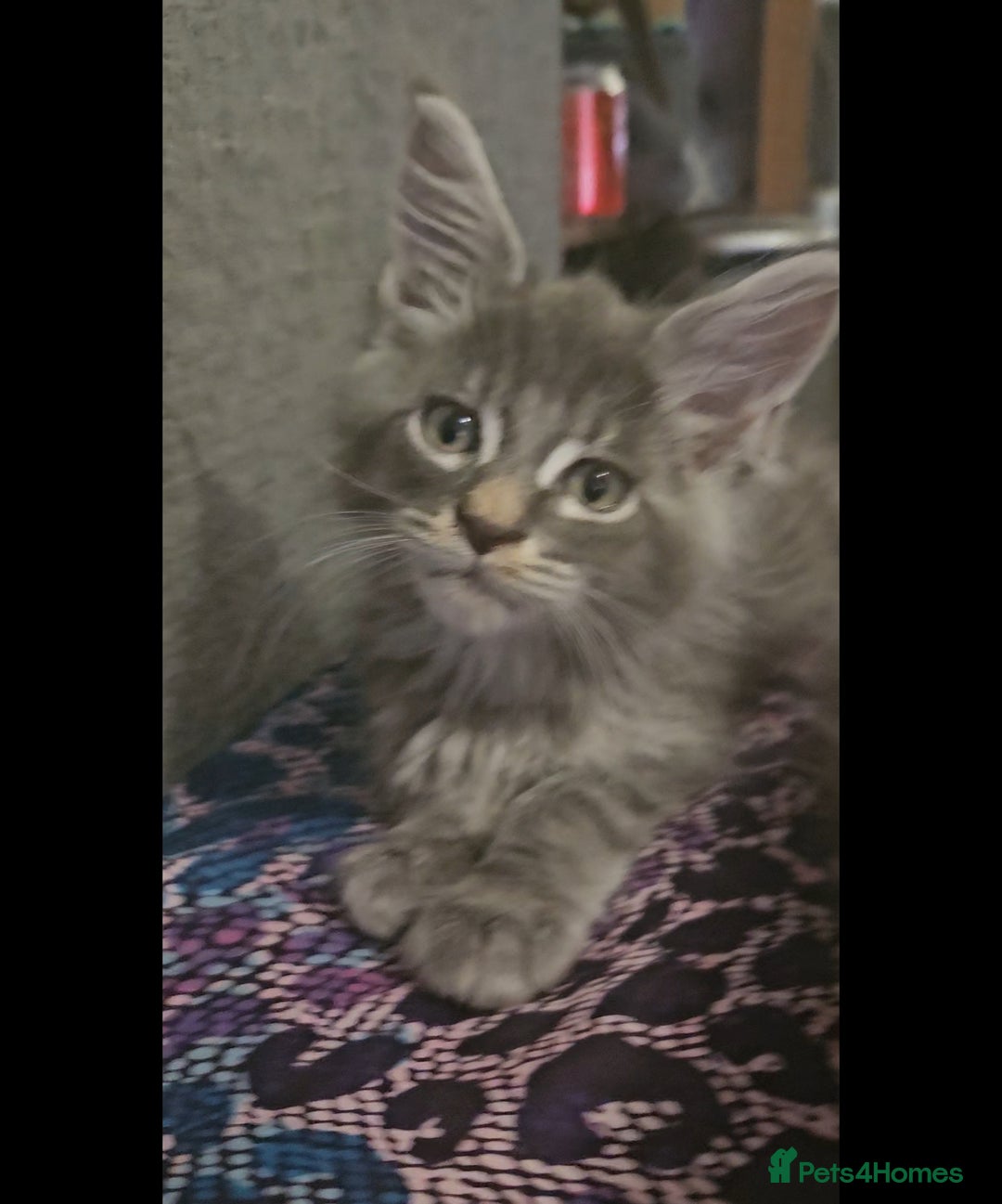 Maine Coon cats for sale: 💖READY NOW💖health tested 💖pure pedigree - Image 23
