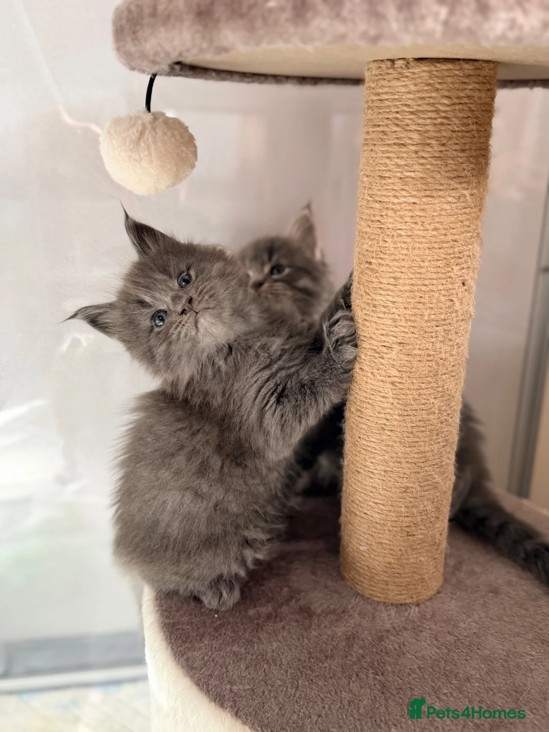 Maine Coon cats for sale: Blue smoke Maine coon kitten - Advert 8