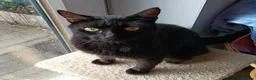 Mixed Breed cats for adoption: LENA. - Advert 5