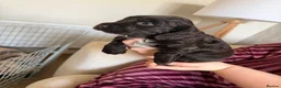 Cocker Spaniel dogs for sale: Cocker Spaniel Puppies in Middlesbrough - Advert 6