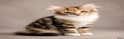 Siberian cats for sale: Two gorgeous Siberian kittens ready for a new home - Advert 2