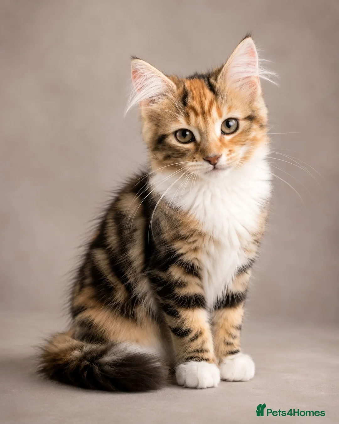 Siberian cats for sale: Two gorgeous Siberian kittens ready for a new home - Advert 2