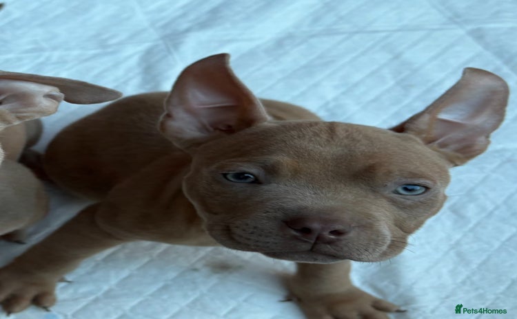 American Bully dogs - Advert 10