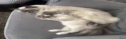 Ragdoll cats for sale: TICA registered - beautiful ragdoll kitten  - Advert 3