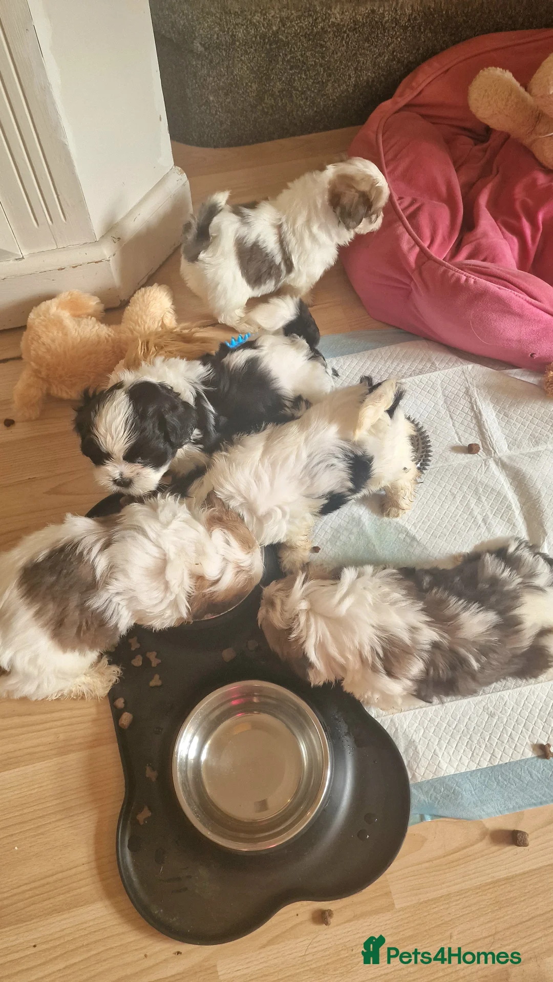 Shih Tzu dogs for sale: 🐾 Amazing Purebred Shih Tzu Puppies Crawley 🐾 - Advert 19