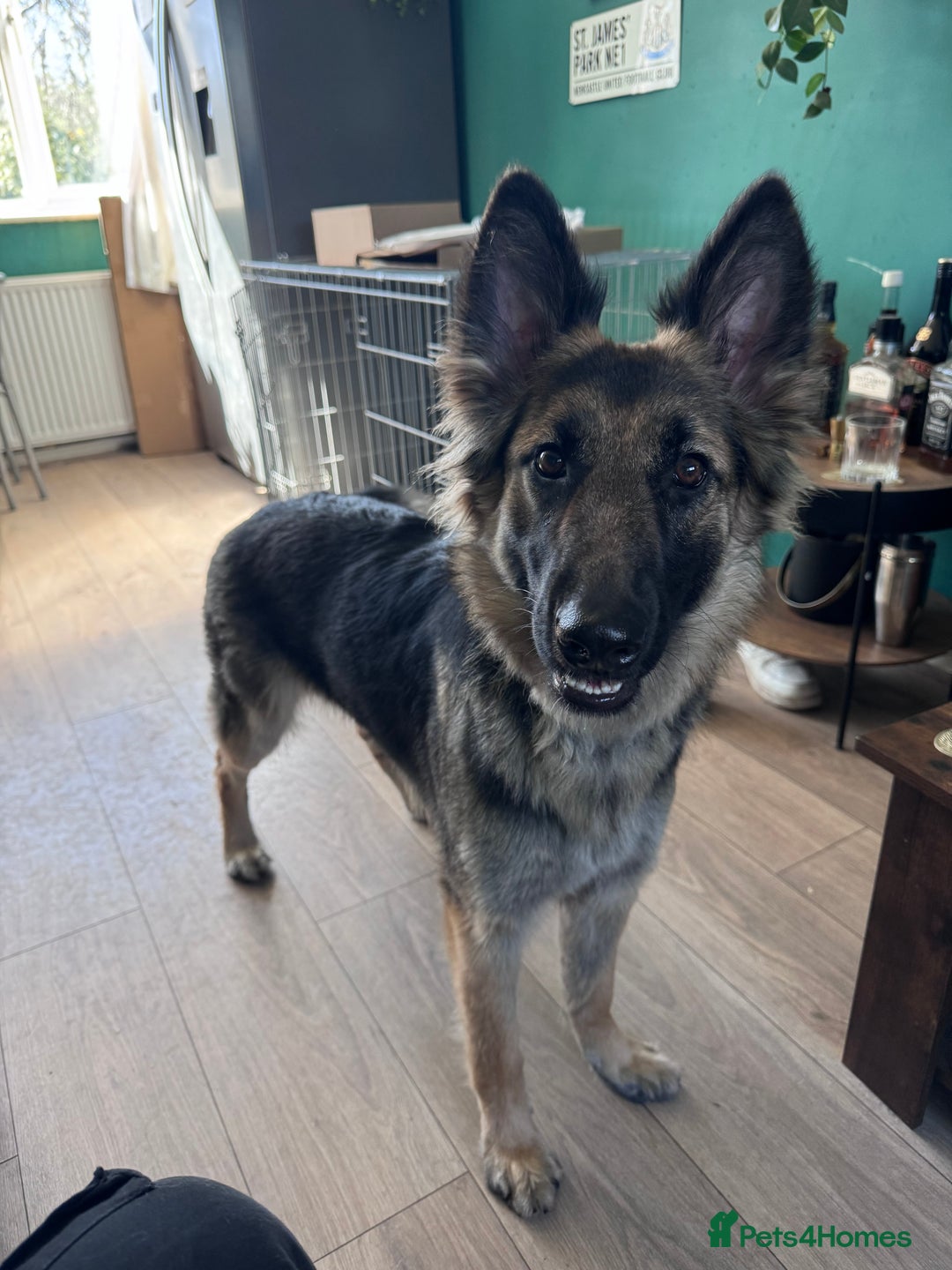 German Shepherd dogs for sale: 18 month old German Shepherd - Xena - Advert 1