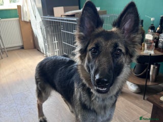 German Shepherd dogs 18 month old German Shepherd - Xena - Advert 1