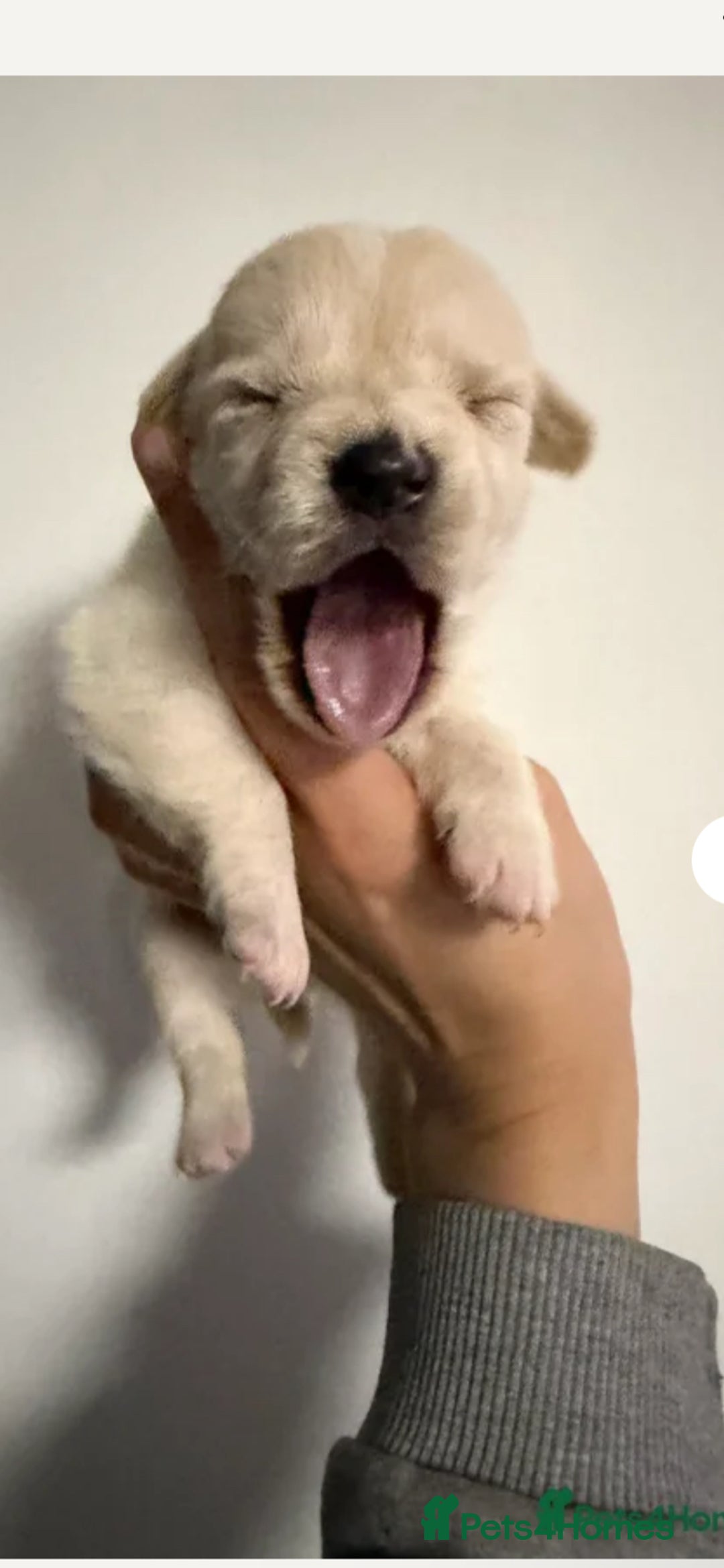 Mixed Breed dogs for sale: Seeking Help in Exchange for Puppy - Advert 8