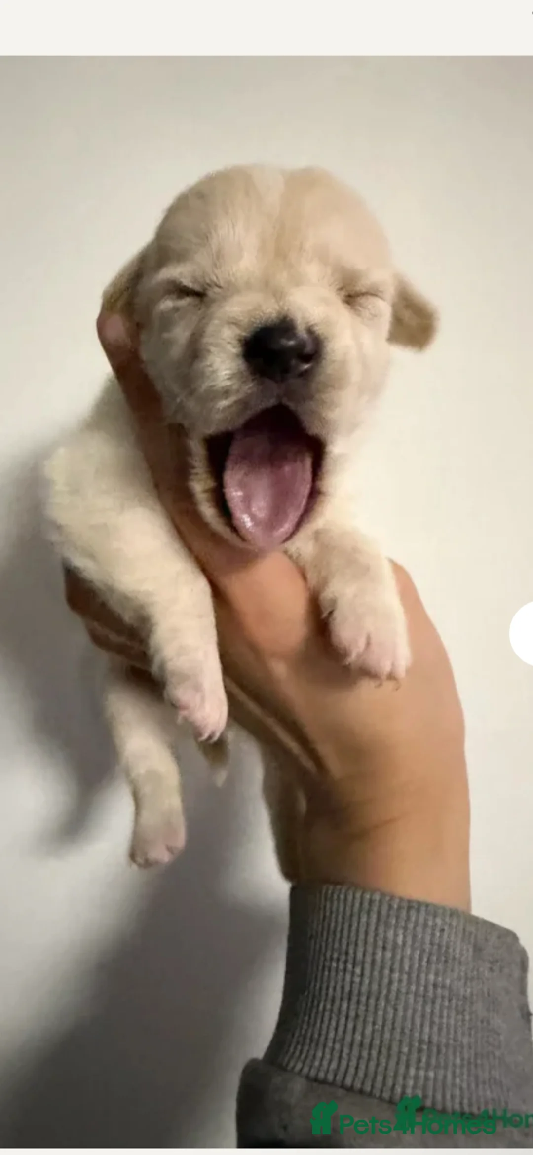 Mixed Breed dogs for sale: £50 Off if collected Today Westie CrossBreeds Sale - Advert 8