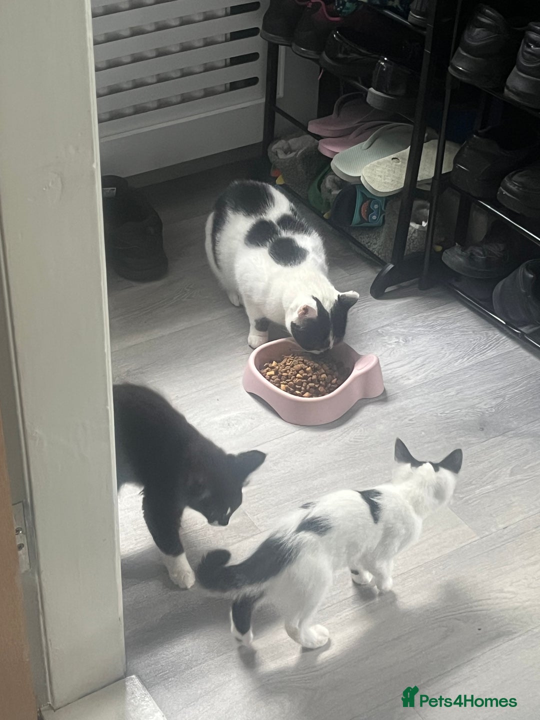 British Shorthair cats for sale: male and female kittens ready now  - Image 2