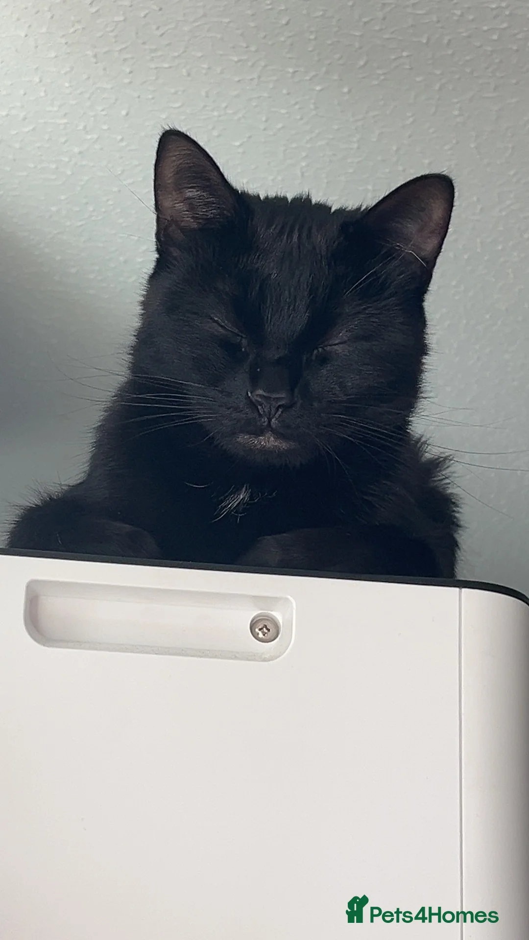 Bombay cats for sale: Two cats for free - Advert 2
