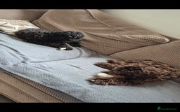Cockapoo dogs for sale: 2 female cockapoo for sale - Image 4