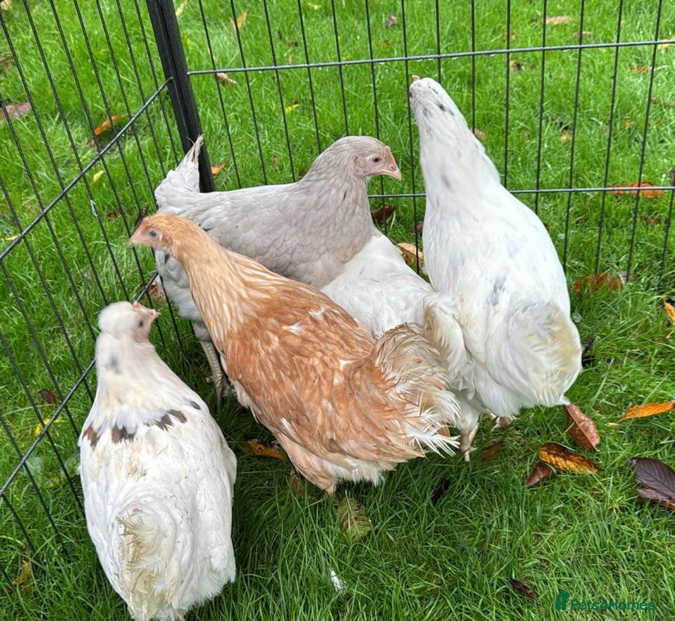 Chickens poultry Chickens Point of lay hens - Advert 13