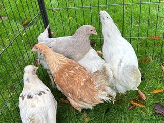 Chickens poultry for sale: Chickens Point of lay hens - Advert 3