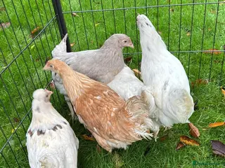 Chickens poultry Chickens Point of lay hens - Advert 8