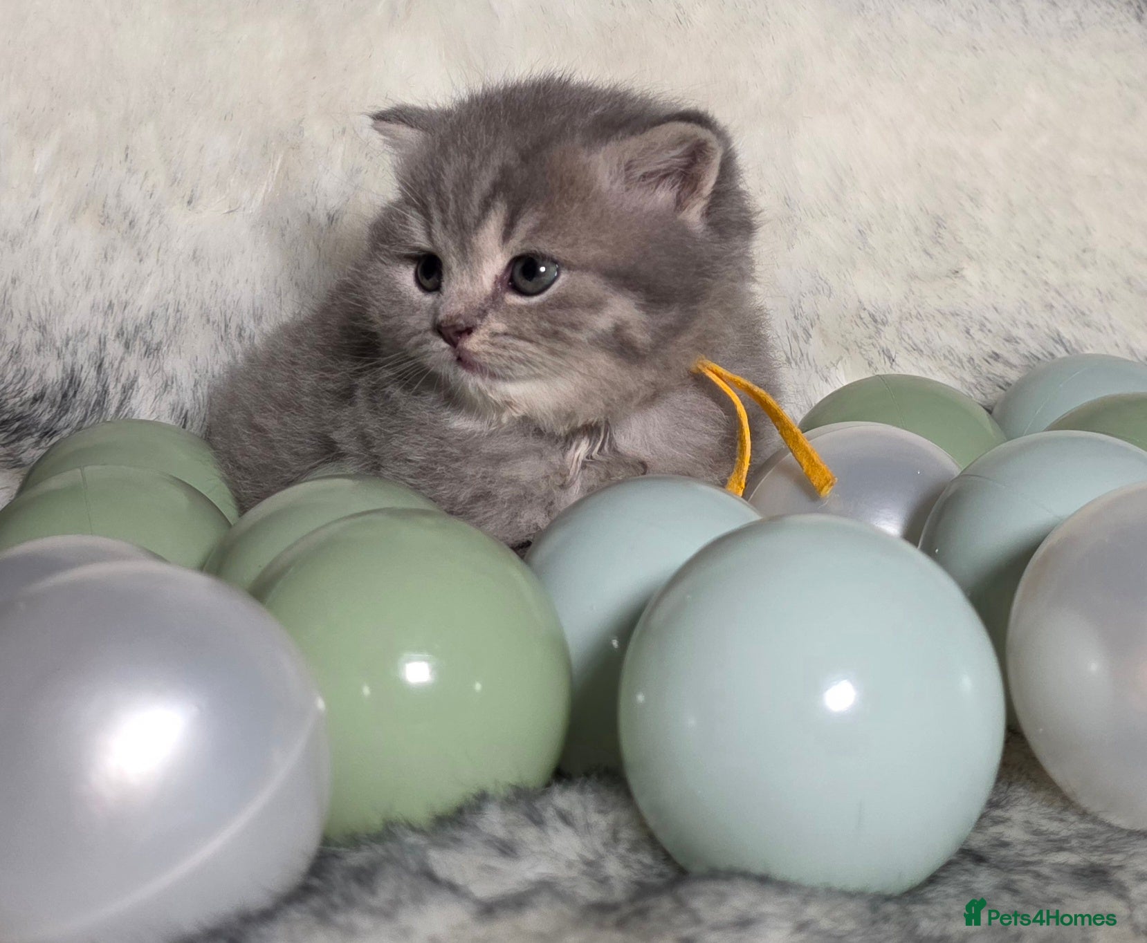 British Shorthair cats Golden Registered British shorthair kittens  - Advert 13