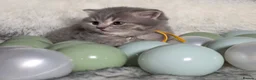 British Shorthair cats for sale: Golden Registered British shorthair kittens  - Advert 1