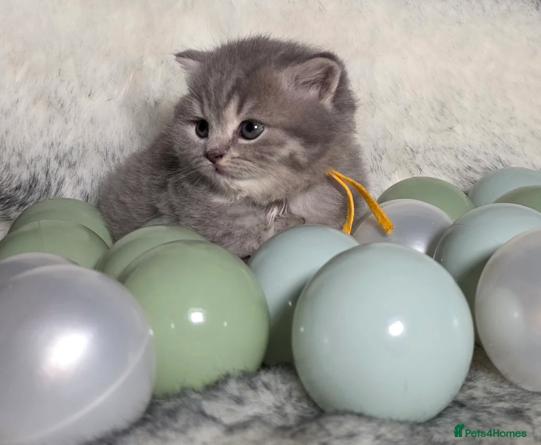 British Shorthair cats for sale: Golden Registered British shorthair kittens  - Advert 1