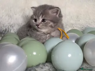 British Shorthair cats Golden Registered British shorthair kittens - Advert 4