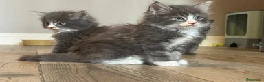 Mixed Breed Kitten 2