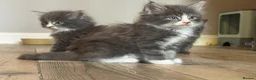 Mixed Breed cats for sale: Stunning Maine coon cross ragdoll kittens ready - Advert 12
