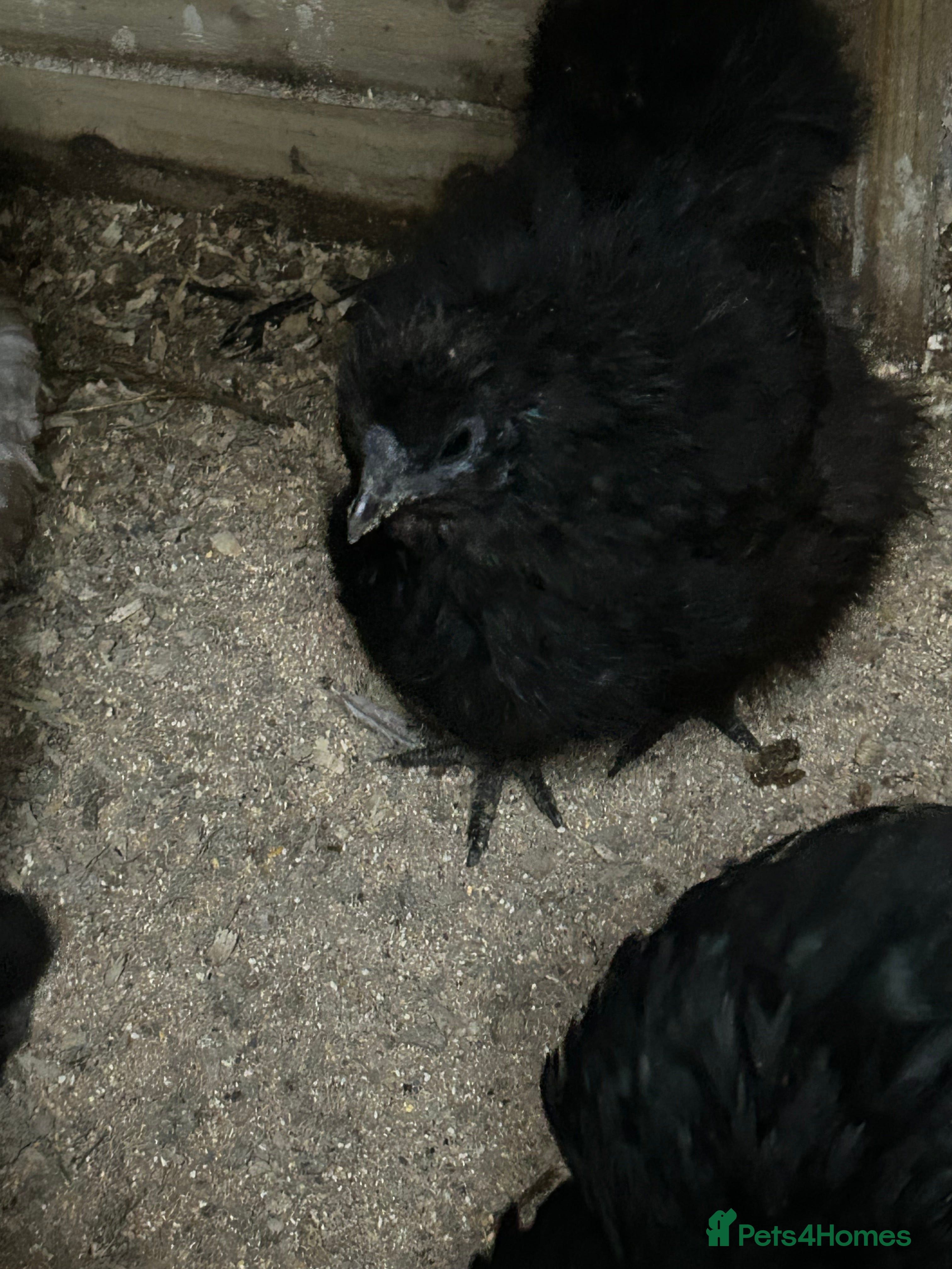 Hens poultry Two black silkie hens for sale  - Advert 1