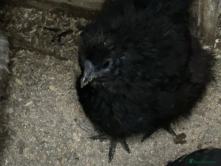 Hens poultry Two black silkie hens for sale - Advert 1