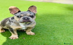 French Bulldog dogs for sale: Merle French bulldog bitch  - Image 3