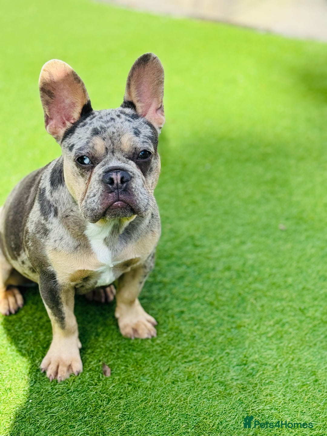 French Bulldog dogs for sale: Merle French bulldog bitch  - Image 3