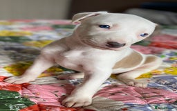 Mixed Breed dogs for sale: Collie bull greyhound puppies - Image 6