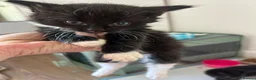 Mixed Breed cats for sale: Black Kittens  - Advert 4