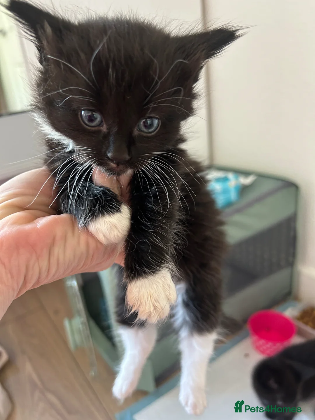 Mixed Breed cats for sale: Black Kittens  - Advert 4