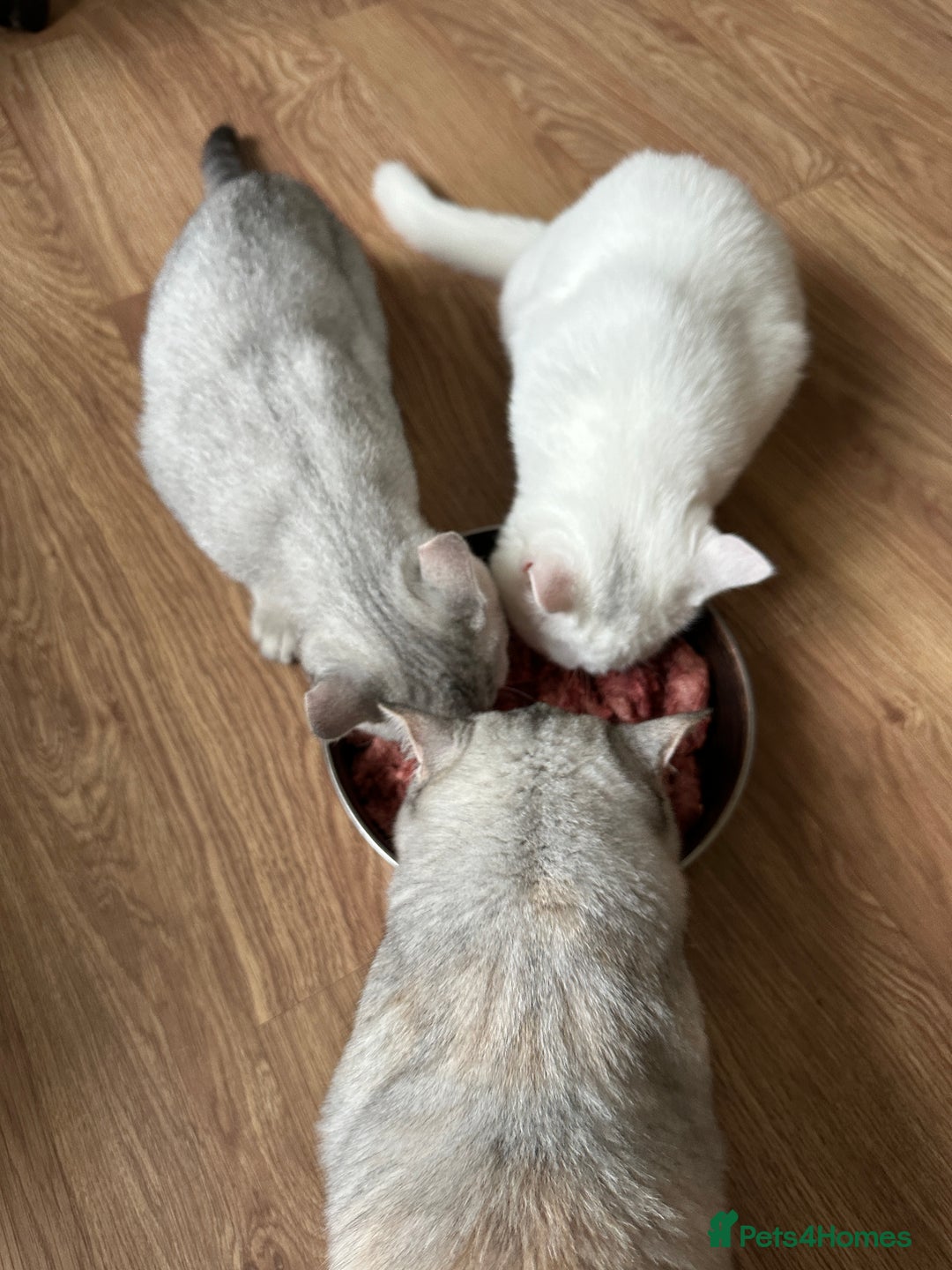 British Shorthair cats for sale: Gorgeous British Longhair & Shorthair Kittens - Advert 15