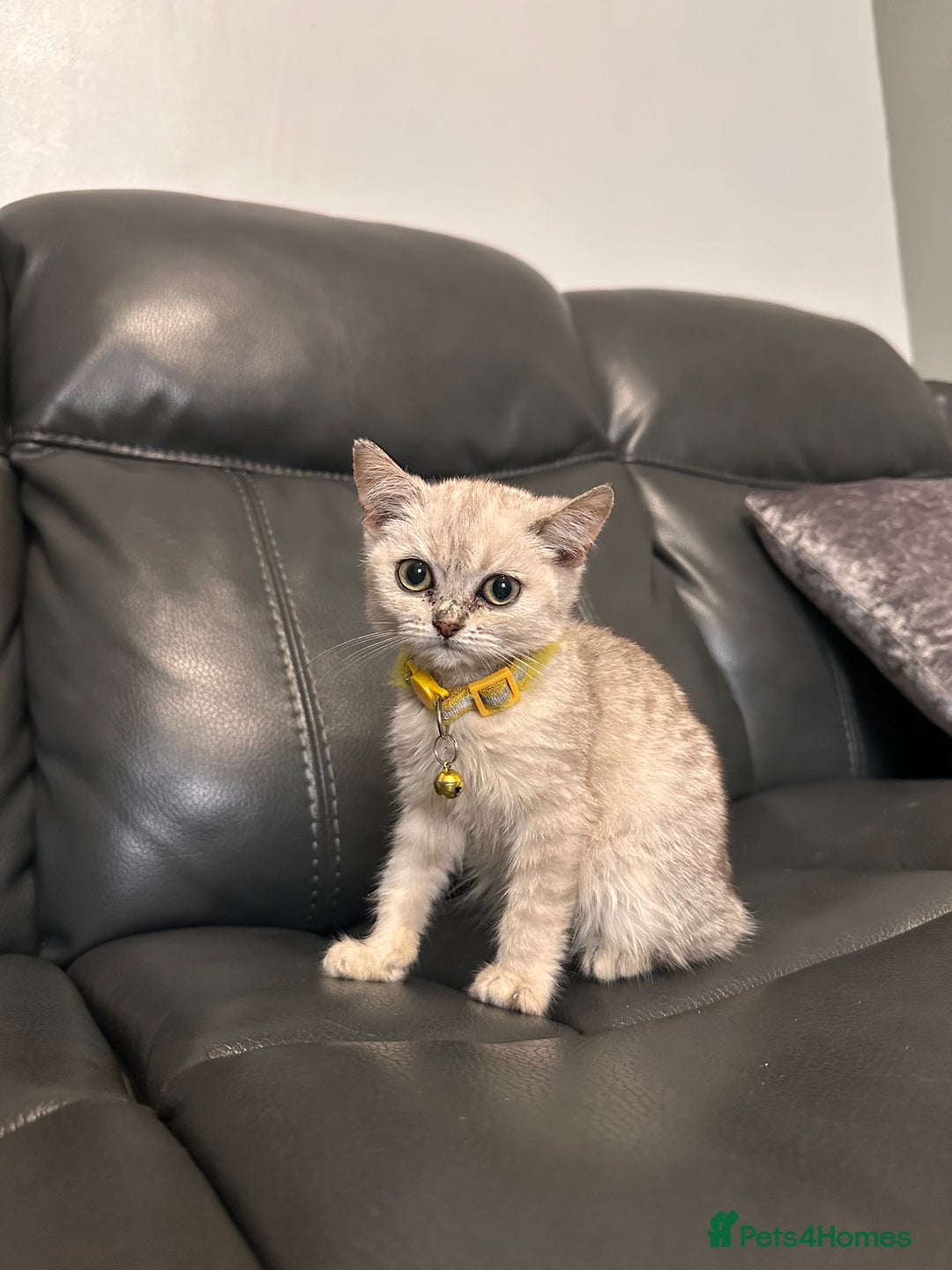 British Shorthair cats for sale: British Shorthair kittens Tica  - Image 10