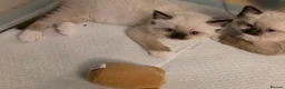 Ragdoll cats for sale: *3 left* Chunky cuddly ragdoll pedigree kittens - Advert 32