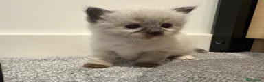 Ragdoll 4