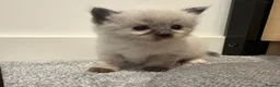 Ragdoll cats for sale: Beautiful Ragdoll Kittens - Advert 13
