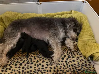 Jackapoo dogs F1b Miniature Poodle × Jackapoo (¾ Poodle) Puppies - Advert 3