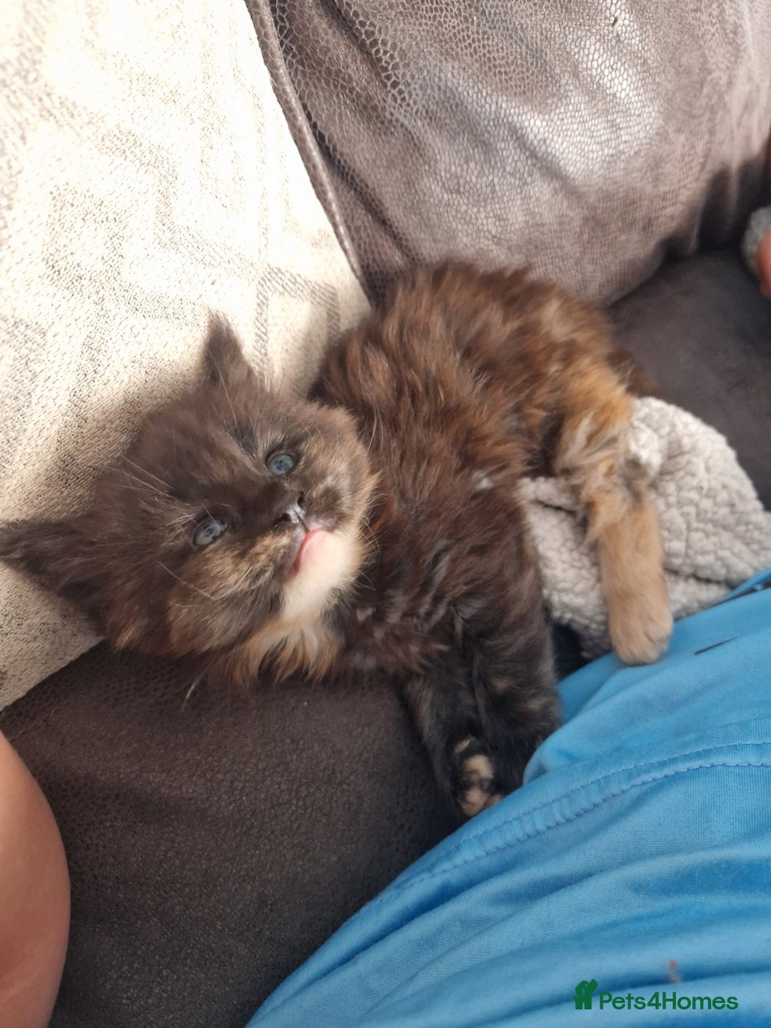 Maine Coon cats for sale: Beautiful female ready to leave now! - Image 4